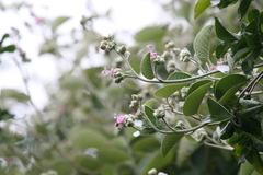 Argyreia osyrensis